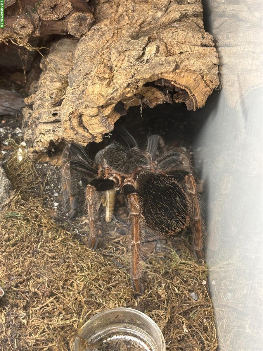 Bild 3: Verschiedene Vogelspinnen zu verkaufen
