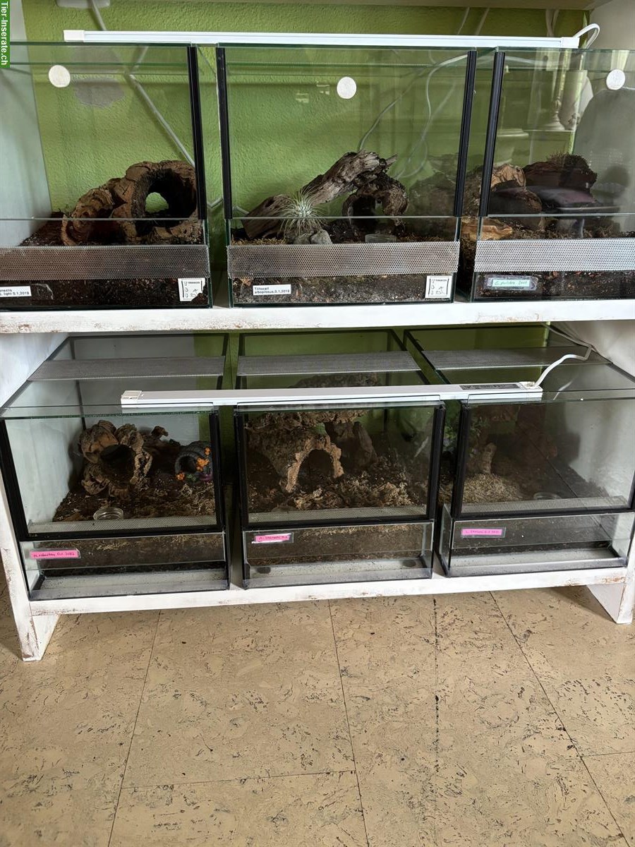 Bild 4: Verschiedene Vogelspinnen zu verkaufen