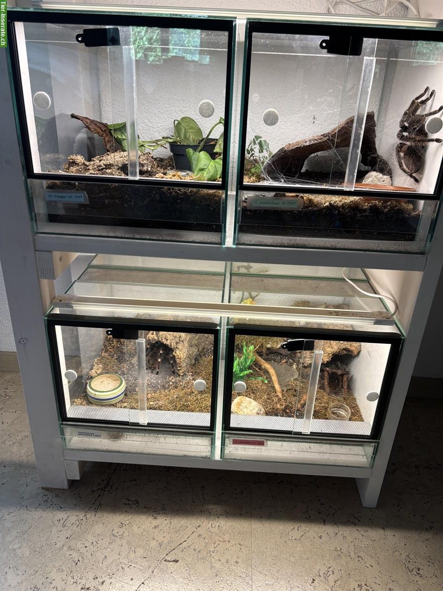 Bild 5: Verschiedene Vogelspinnen zu verkaufen