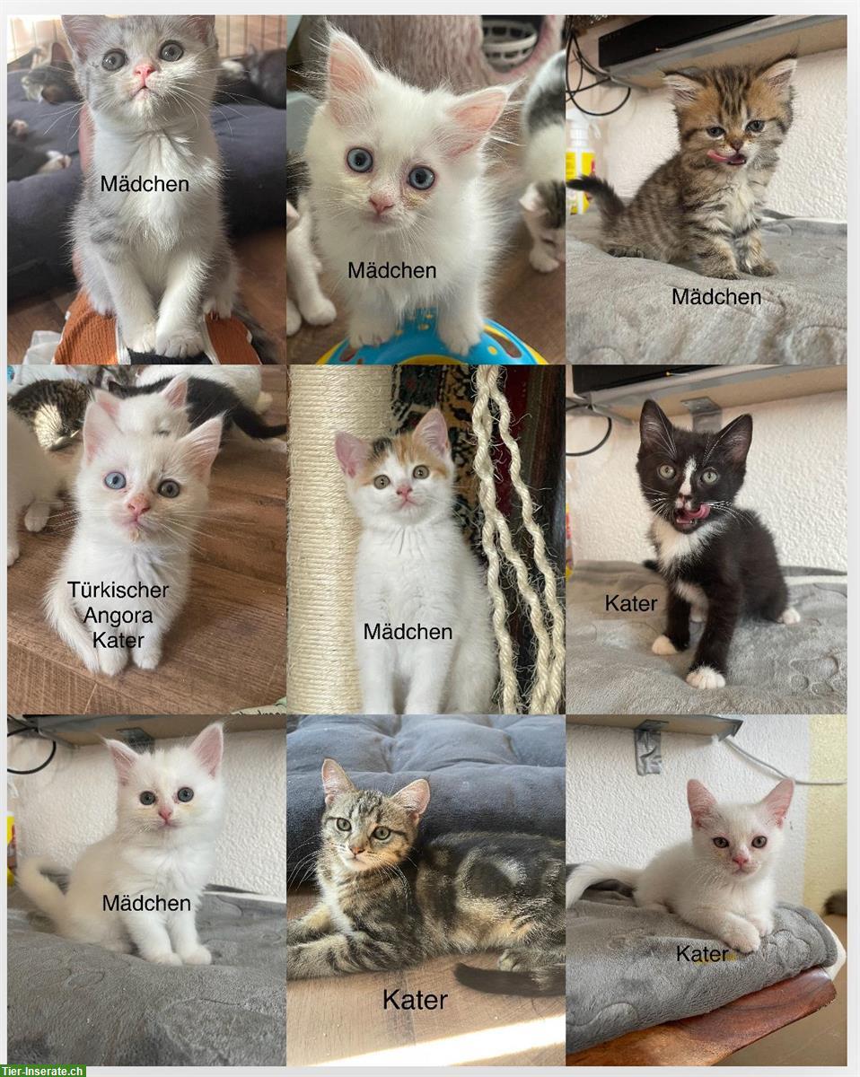 Junge Türkische Angora x Maine Coon mix Katzen