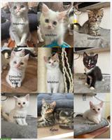 Junge Türkische Angora x Maine Coon mix Katzen