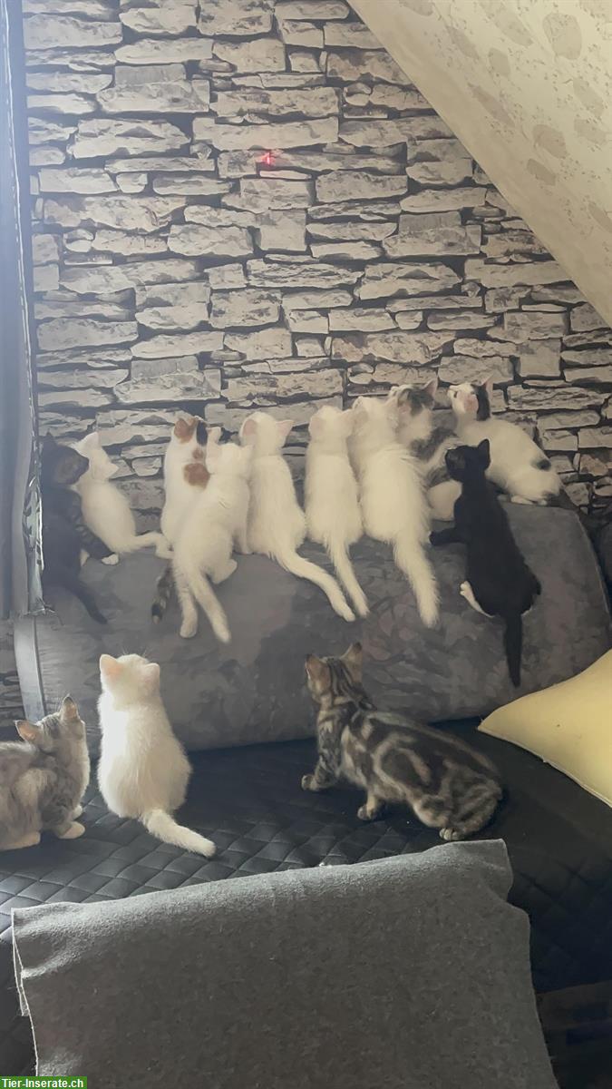 Bild 2: Junge Türkische Angora x Maine Coon mix Katzen