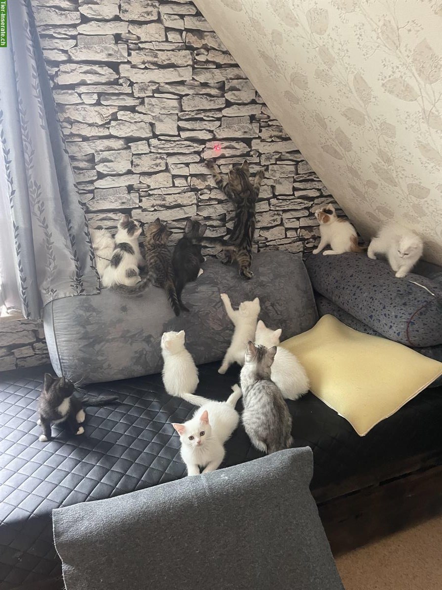Bild 3: Junge Türkische Angora x Maine Coon mix Katzen