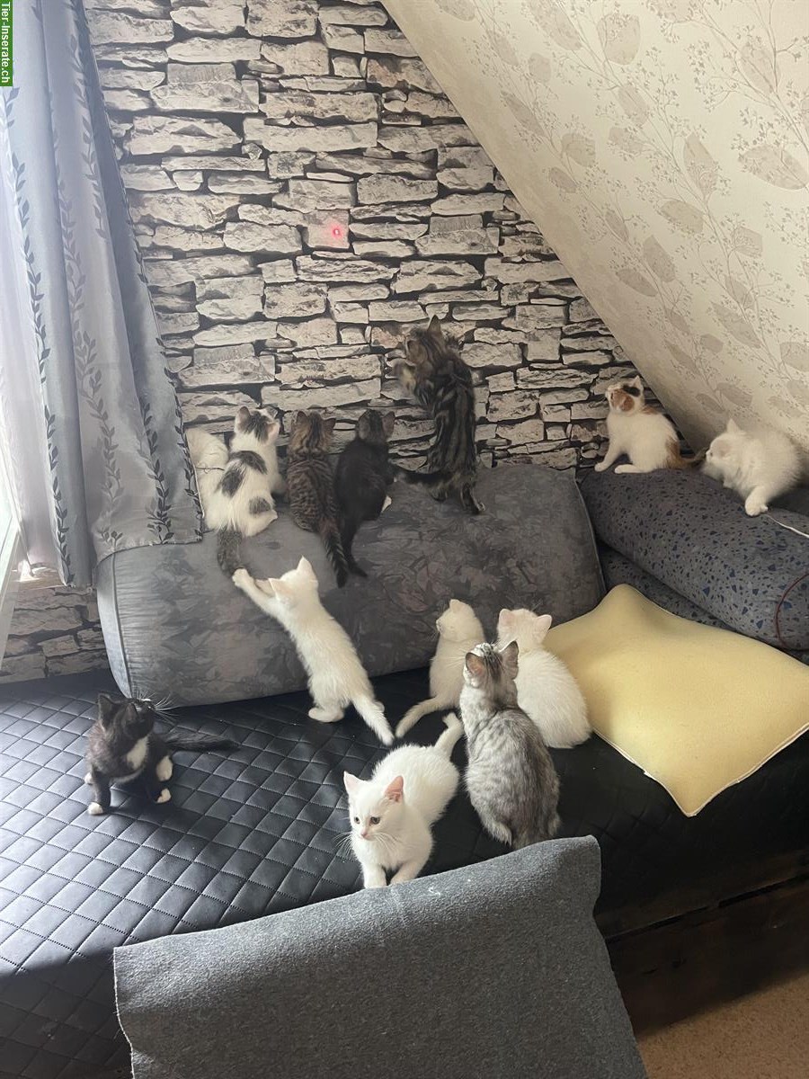 Bild 4: Junge Türkische Angora x Maine Coon mix Katzen