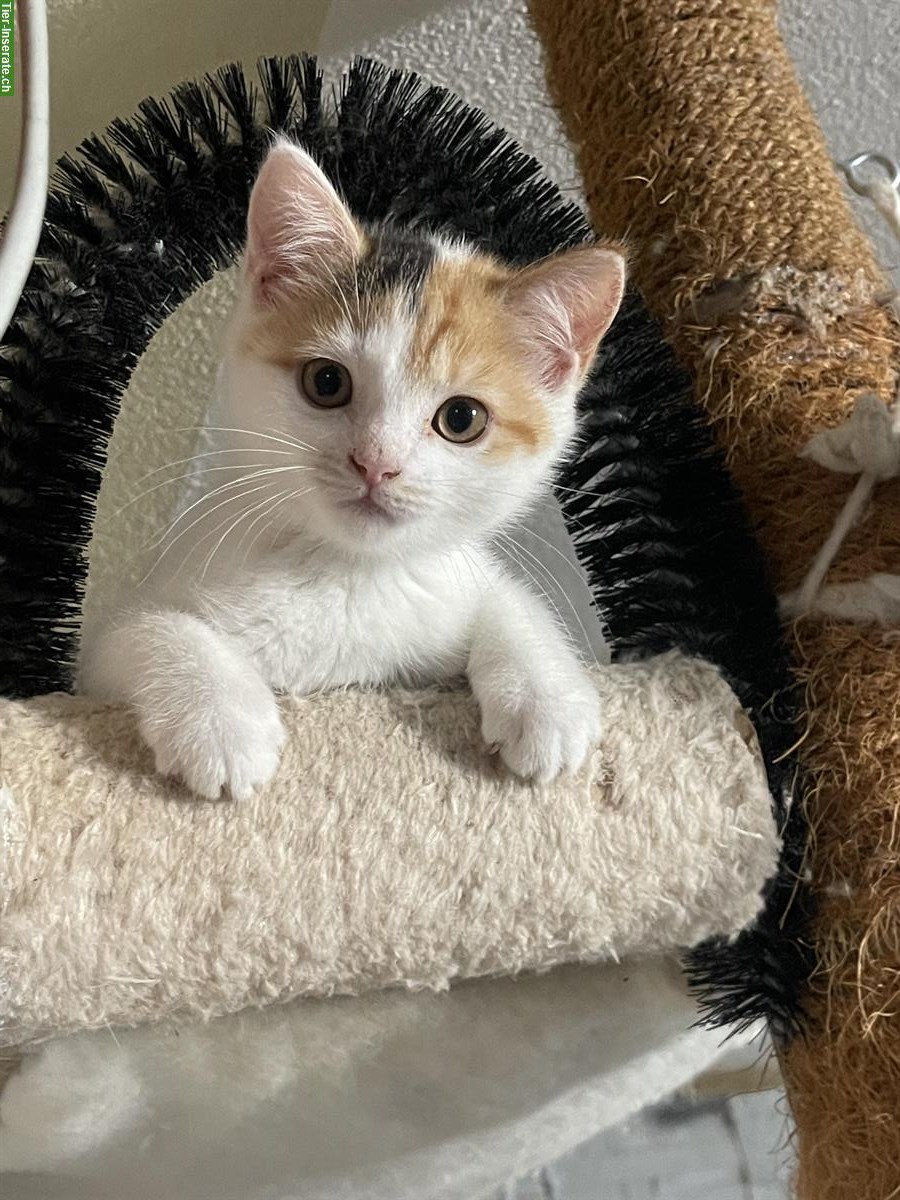 Bild 5: Junge Türkische Angora x Maine Coon mix Katzen