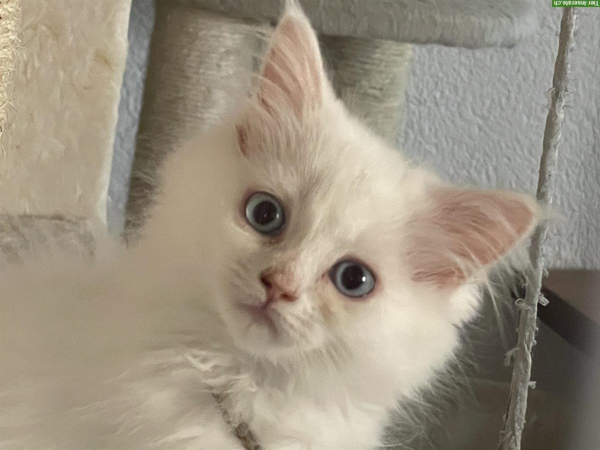 Bild 6: Junge Türkische Angora x Maine Coon mix Katzen