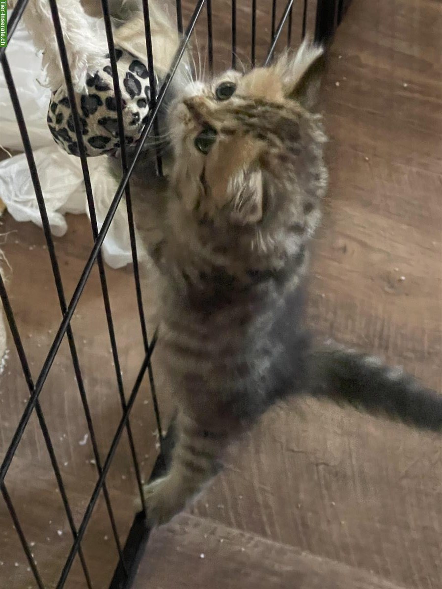 Bild 7: Junge Türkische Angora x Maine Coon mix Katzen