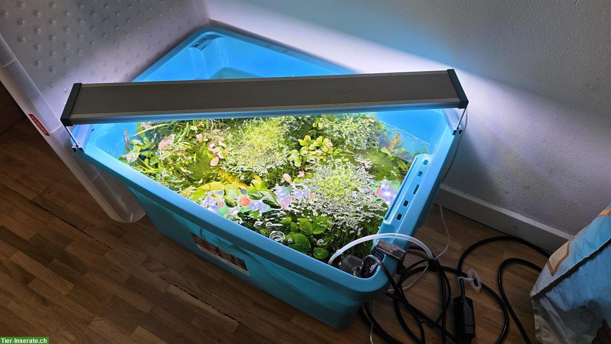 Bild 3: Leere Aquarien inkl. vieles an Zubehör für Aquascaping