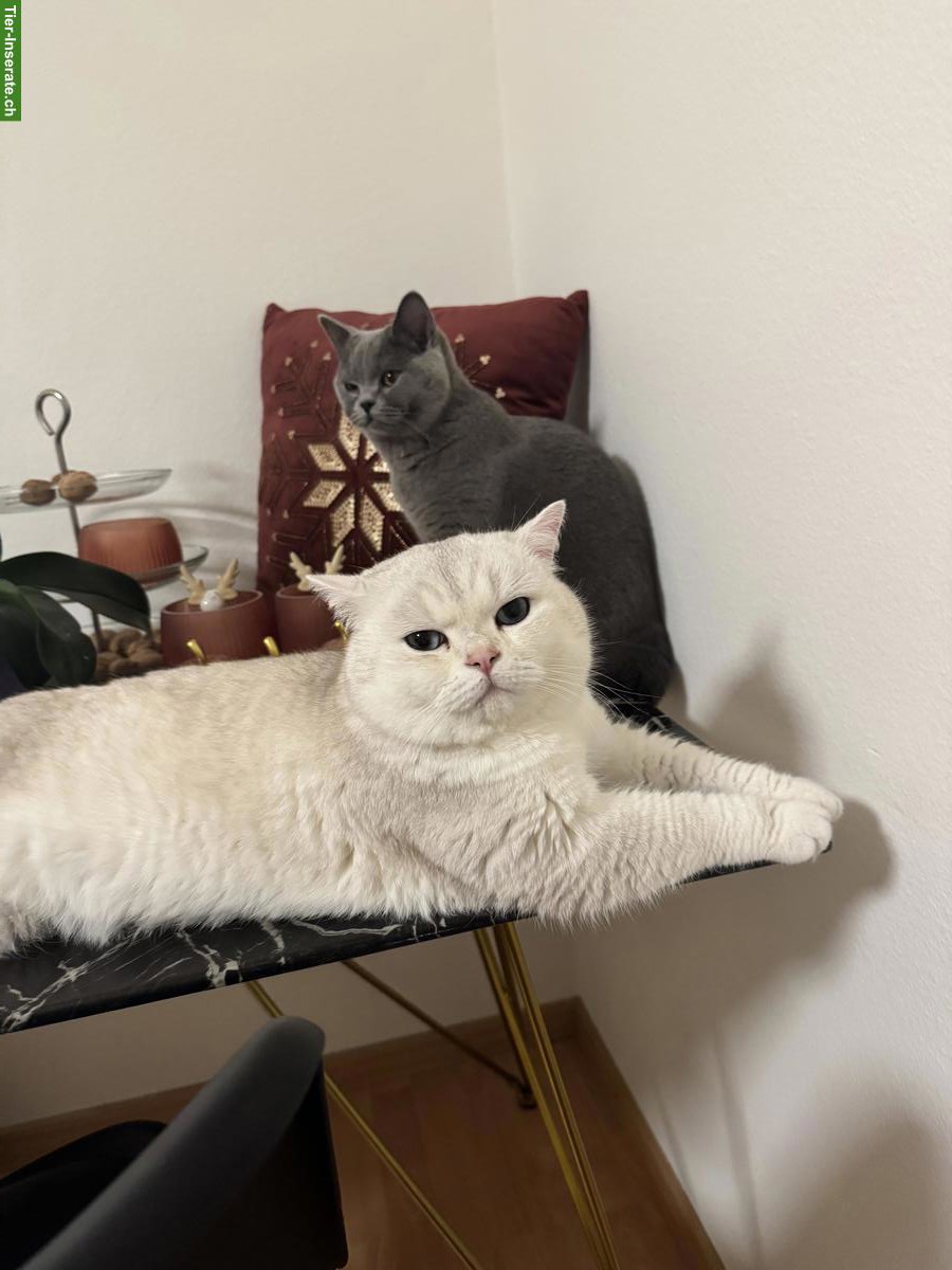 Bild 10: Deckkater Britisch Kurzhaar, weiss