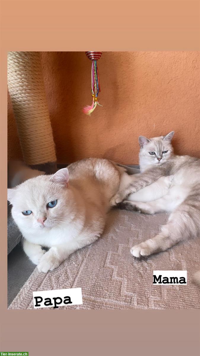 Bild 4: Deckkater Britisch Kurzhaar, sehr lieb