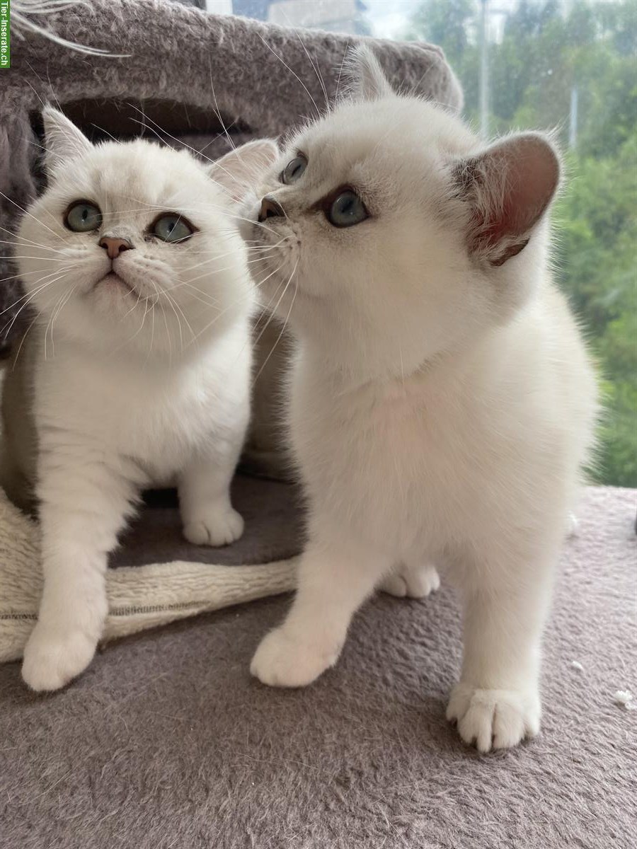 Bild 5: Deckkater Britisch Kurzhaar, sehr lieb