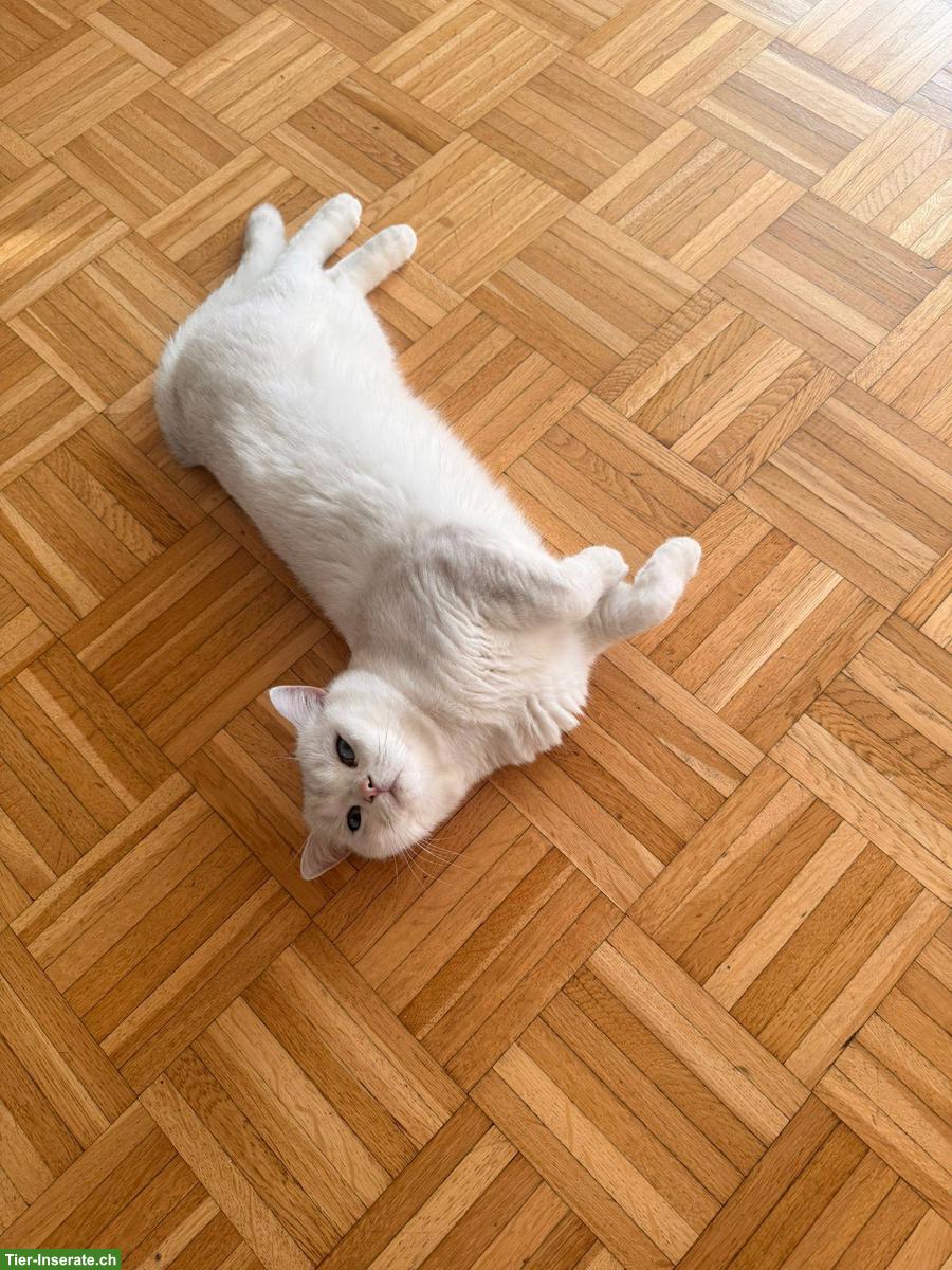 Bild 8: Deckkater Britisch Kurzhaar, weiss