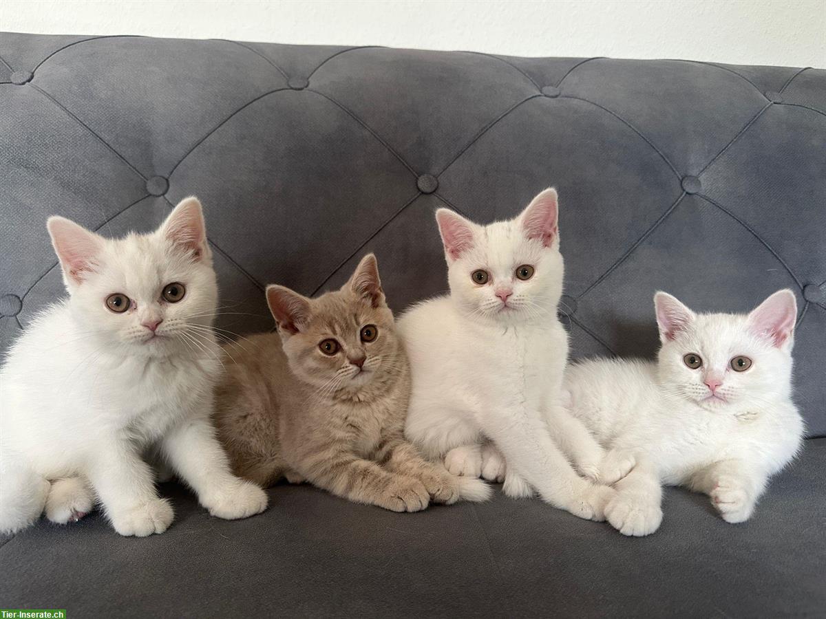 Süsse Britisch Kurzhaar Kitten abzugeben 🐾