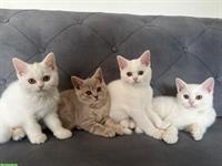 Süsse Britisch Kurzhaar Kitten abzugeben 🐾