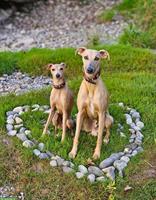 Suche Tageshundesitter für 2 tolle Hunde
