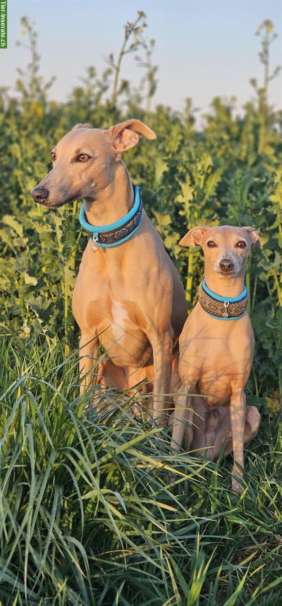 Bild 2: Suche Tageshundesitter für 2 tolle Hunde