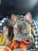 Verschmuster French Bulldog Rüde suchen liebes Zuhause