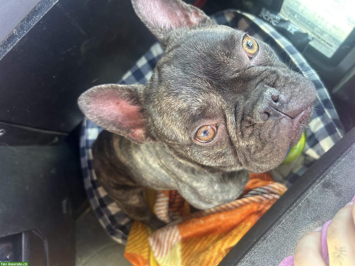 Bild 2: Verschmuster French Bulldog Rüde suchen liebes Zuhause