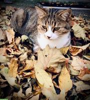 Lieben Kater abzugeben an neues Zuhause