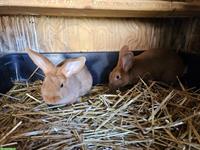 Roter Neuseeländer Kaninchen zu verkaufen