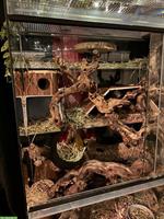 Degu Terrarium Falco 100 mit Einrichtung