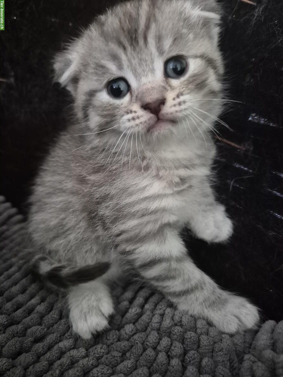 Scottish Fold x BLH Katzenbabys