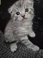 Scottish Fold x BLH Katzenbabys
