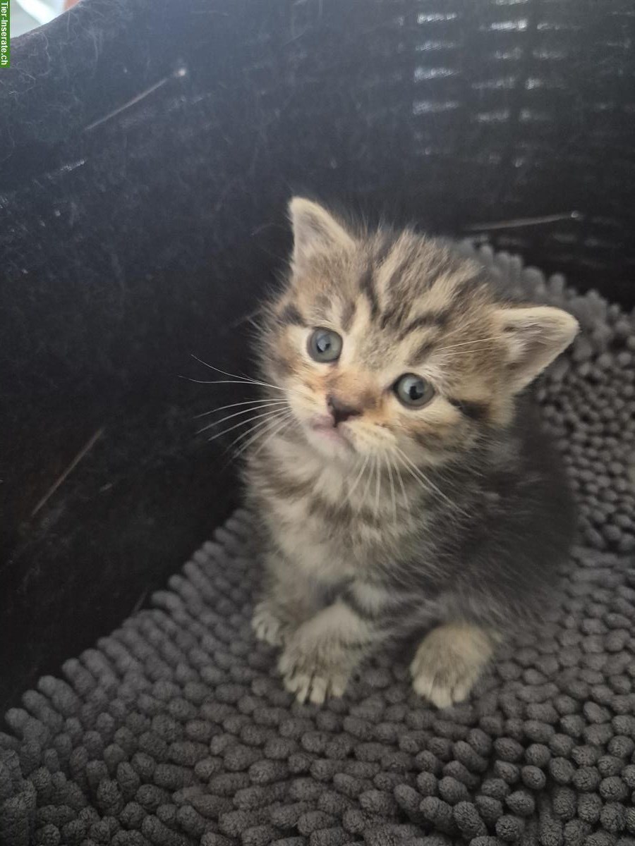 Bild 2: Scottish Fold x BLH Katzenbabys