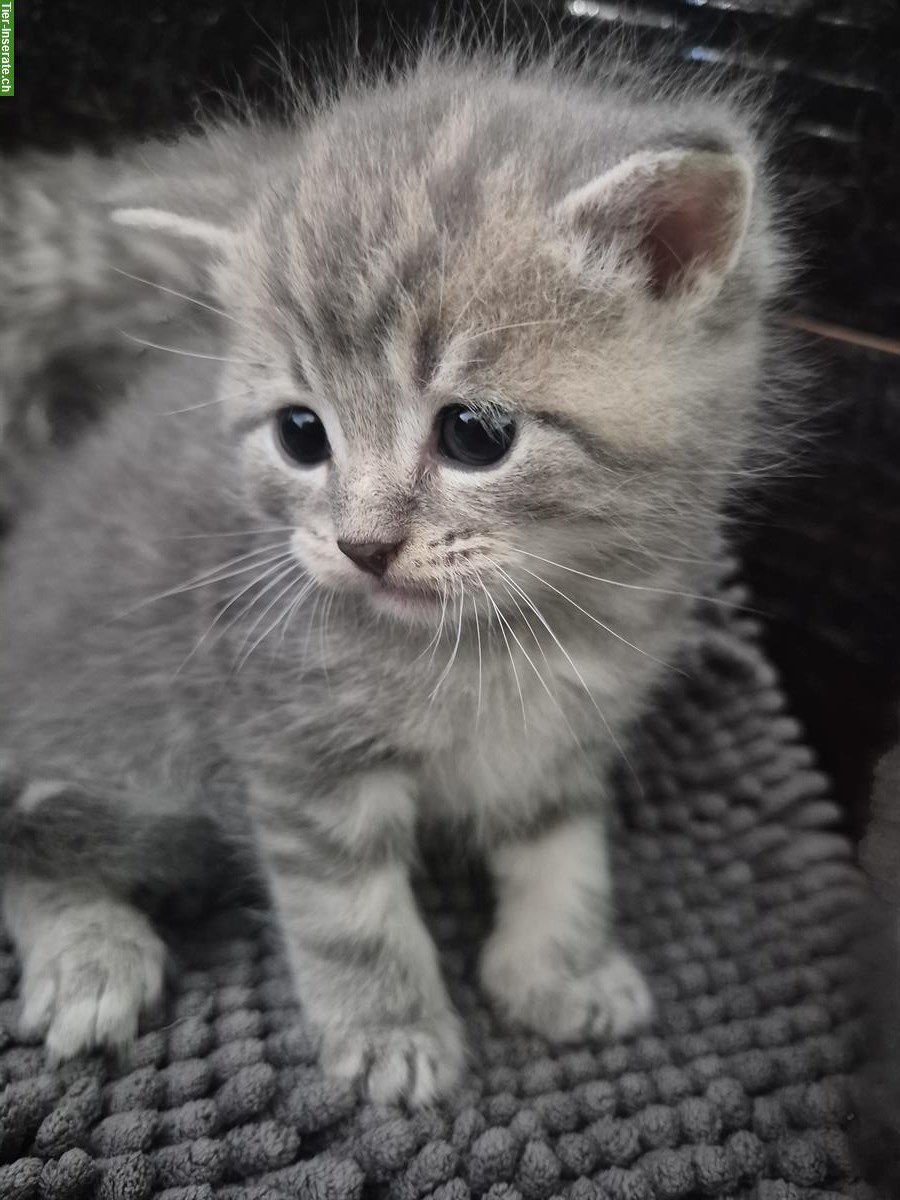 Bild 3: Scottish Fold x BLH Katzenbabys