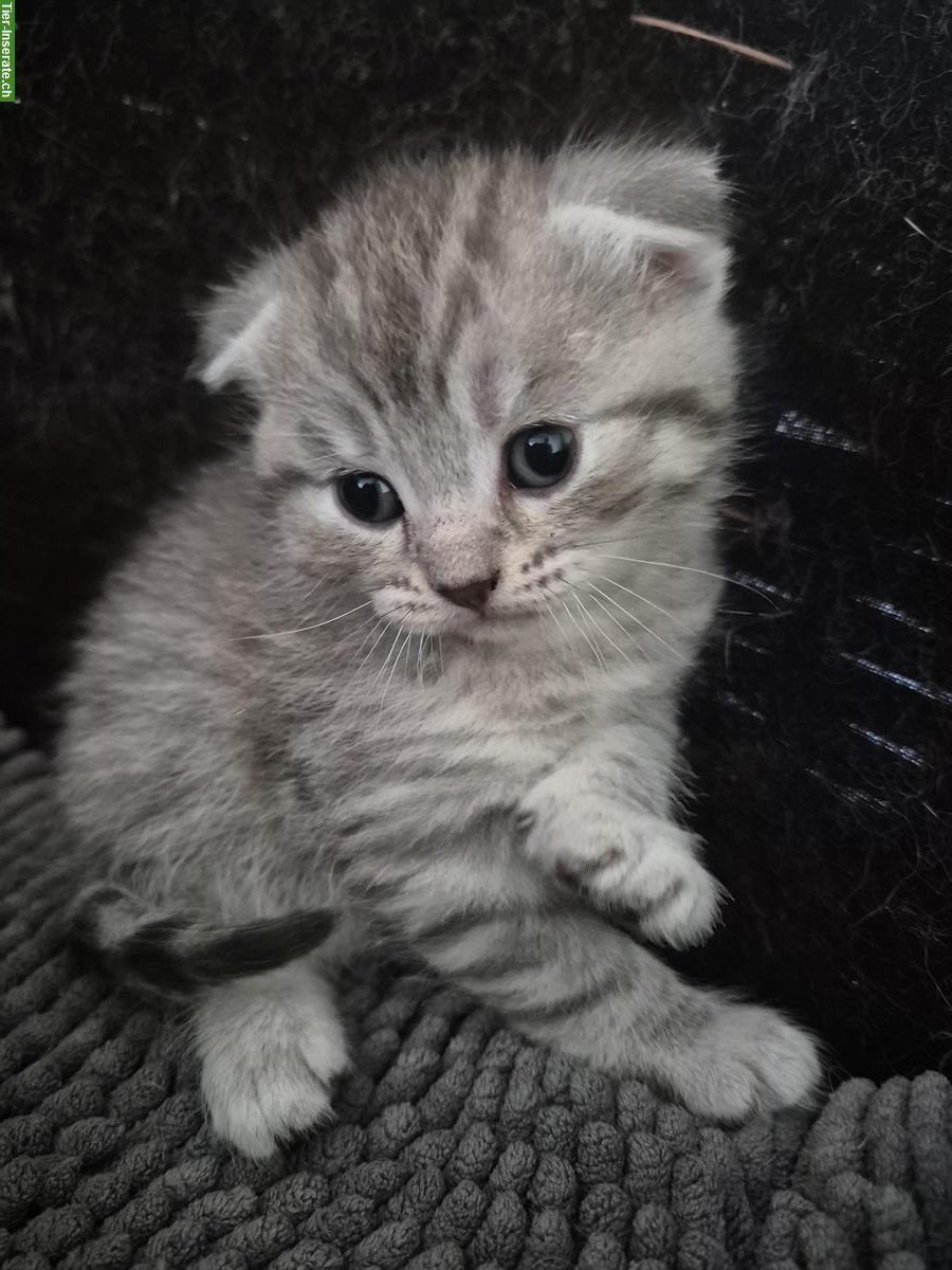 Bild 4: Scottish Fold x BLH Katzenbabys