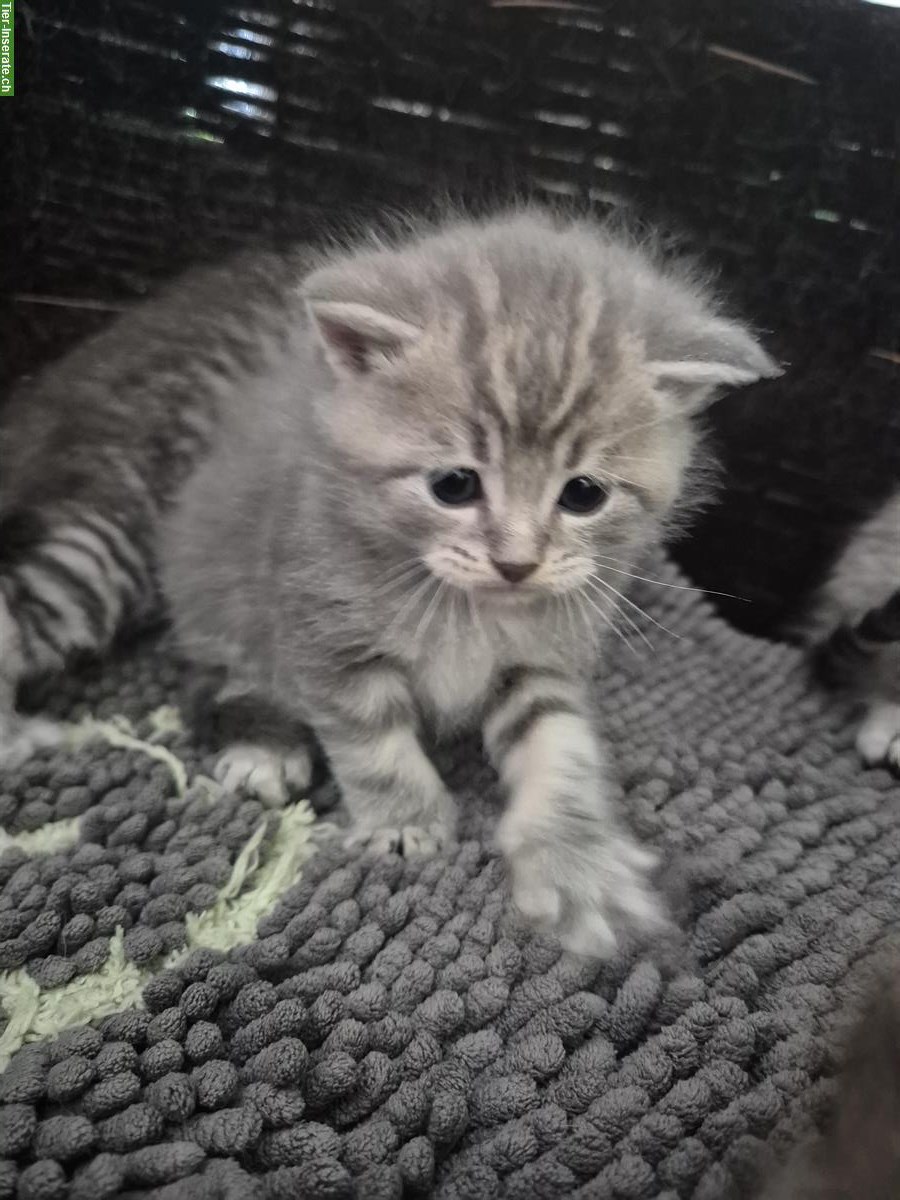 Bild 5: Scottish Fold x BLH Katzenbabys