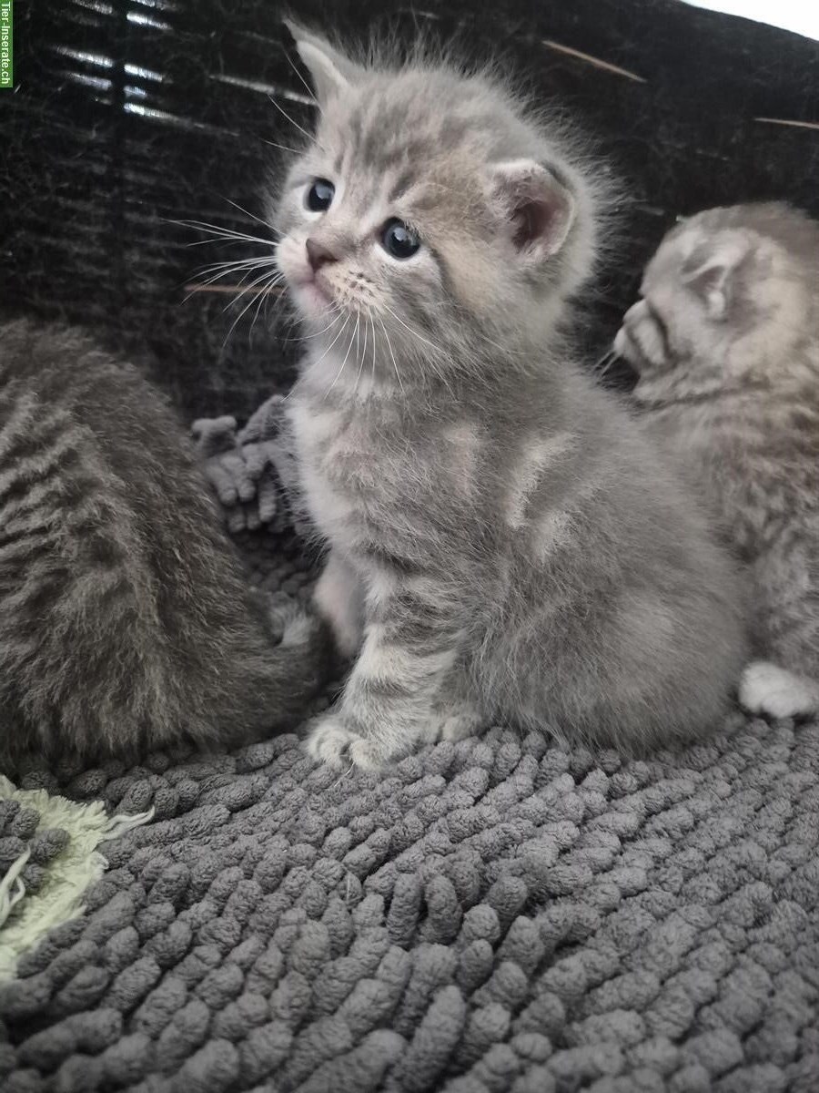 Bild 6: Scottish Fold x BLH Katzenbabys