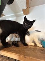 3 süsse Kater Mischlinge suchen ein Zuhause