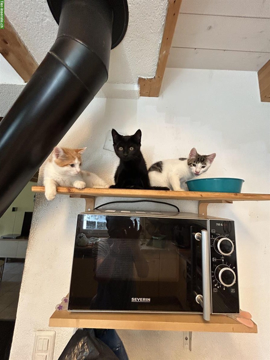 Bild 3: 3 süsse Kater Mischlinge suchen ein Zuhause