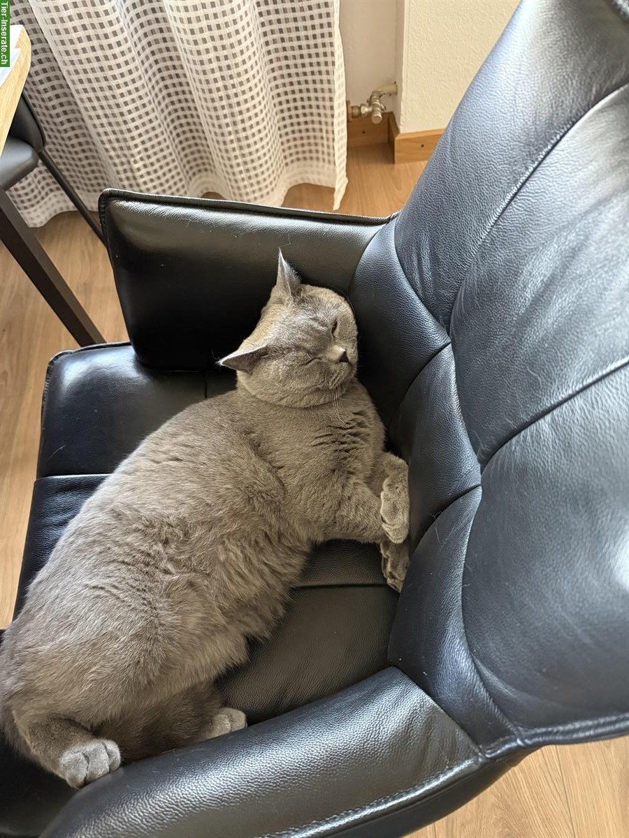 Bild 2: Deckkater Britisch Kurzhaar