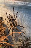 Poecilotheria regalis (Tigervogelspinne) inkl. Terrarium