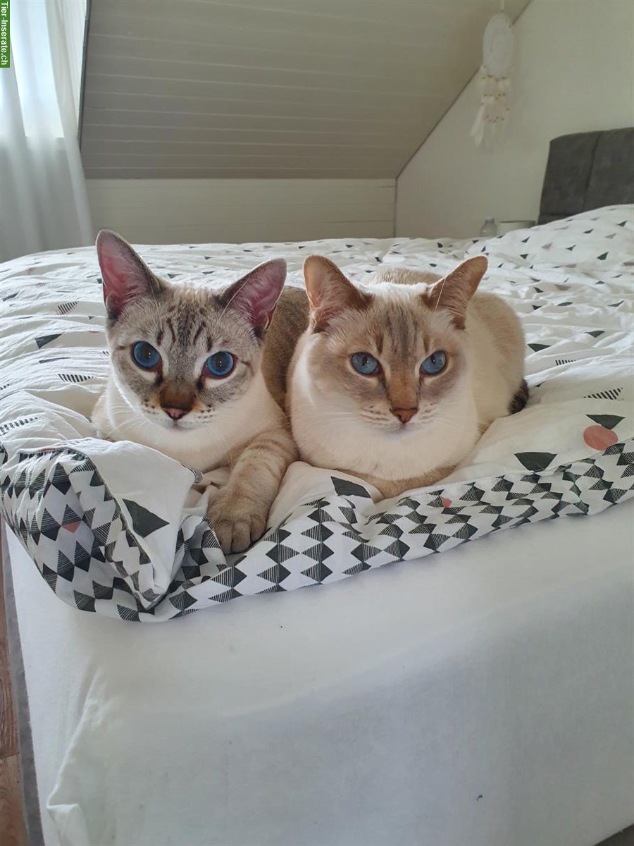 2 Herzenskatzen💕 Doppeltes Glück auf 4 Pfoten🐾🐾