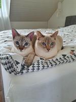 2 Herzenskatzen💕 Doppeltes Glück auf 4 Pfoten🐾🐾