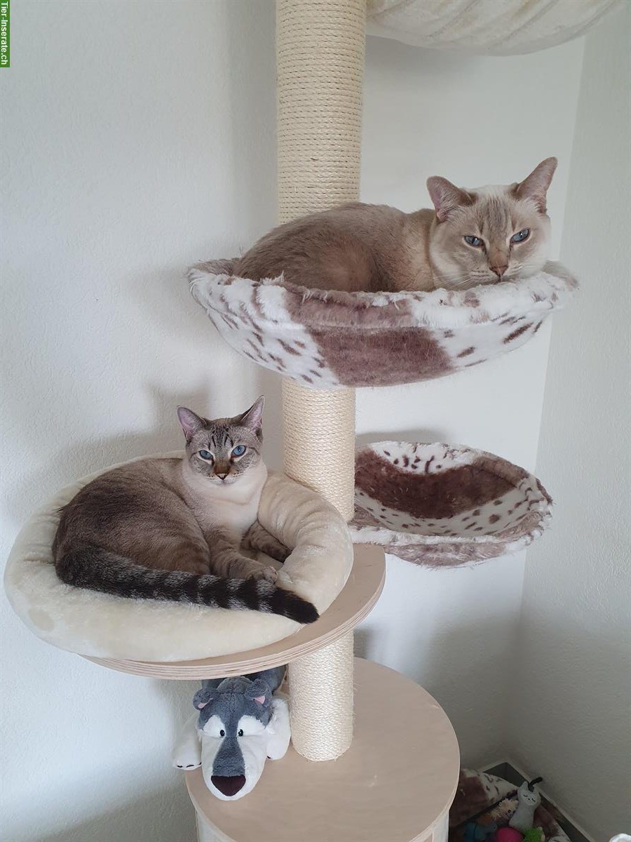 Bild 2: 2 Herzenskatzen💕 Doppeltes Glück auf 4 Pfoten🐾🐾