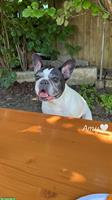 Amy, eine Französische Bulldogge sucht ein neues Zuhause