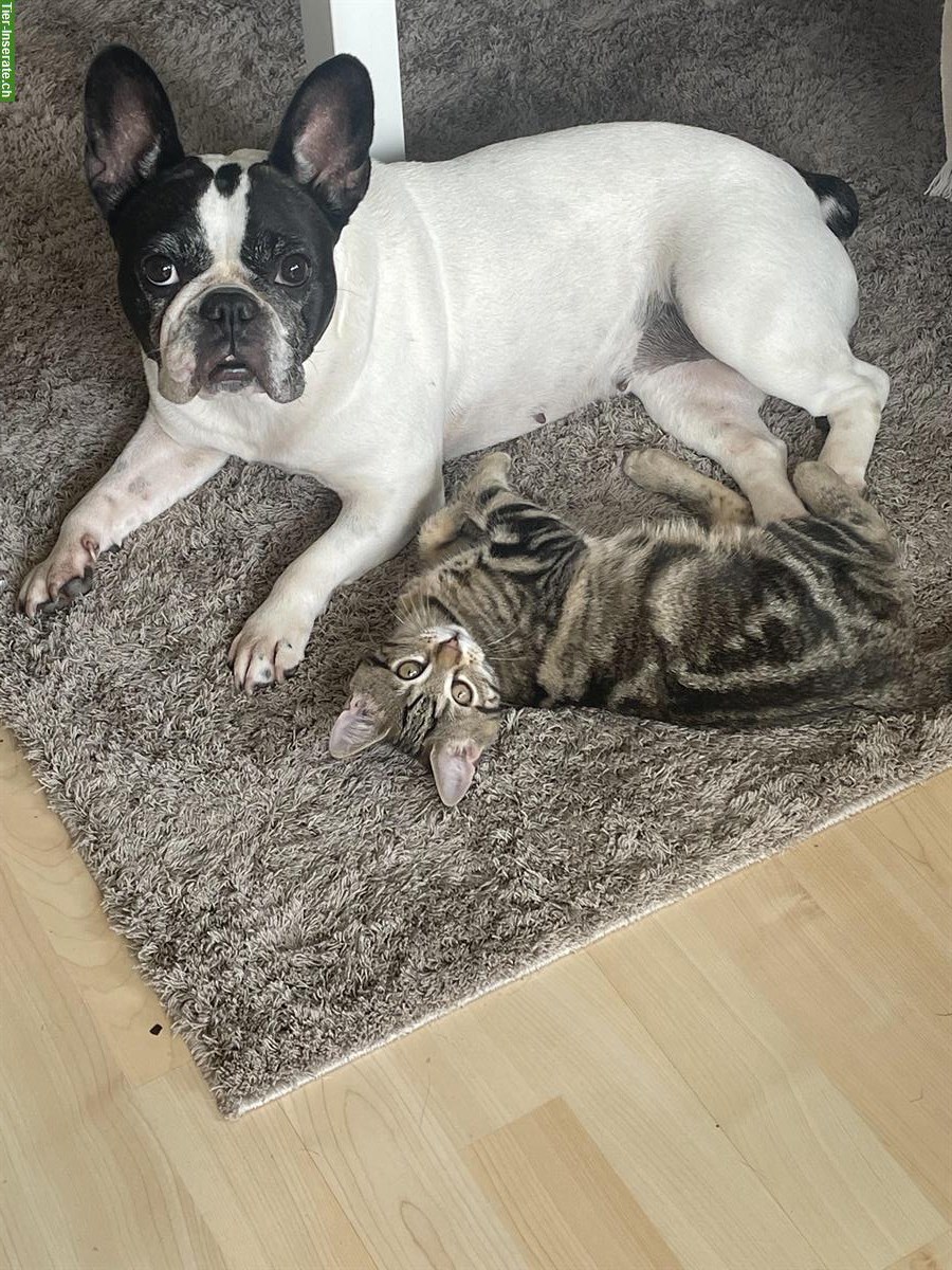 Bild 2: Amy, eine Französische Bulldogge sucht ein neues Zuhause
