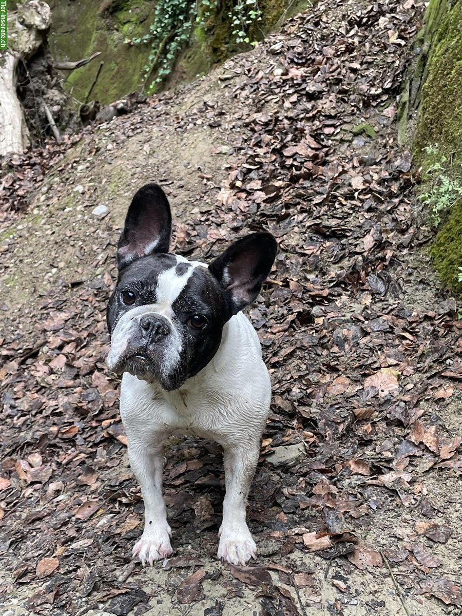 Bild 3: Amy, eine Französische Bulldogge sucht ein neues Zuhause