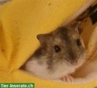 🐹 Zwerghamster Babys suchen liebevolles Zuhause!