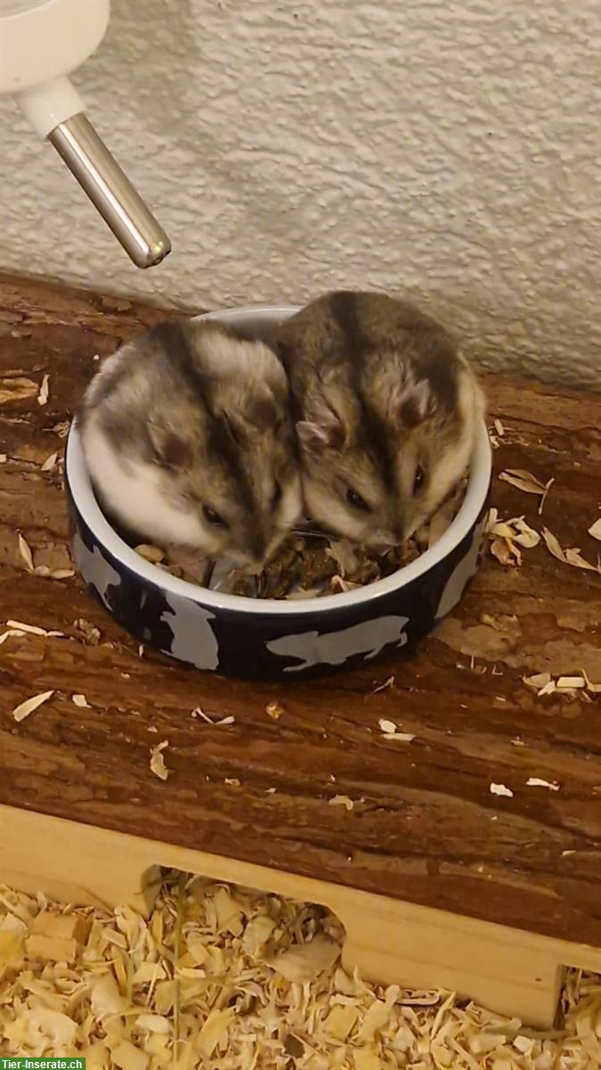 Bild 2: 🐹 Zwerghamster Babys suchen liebevolles Zuhause!
