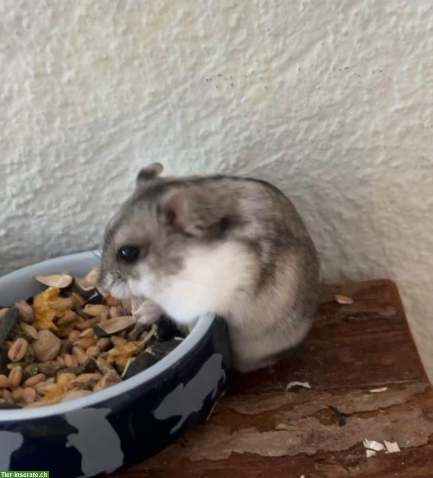 Bild 3: 🐹 Zwerghamster Babys suchen liebevolles Zuhause!