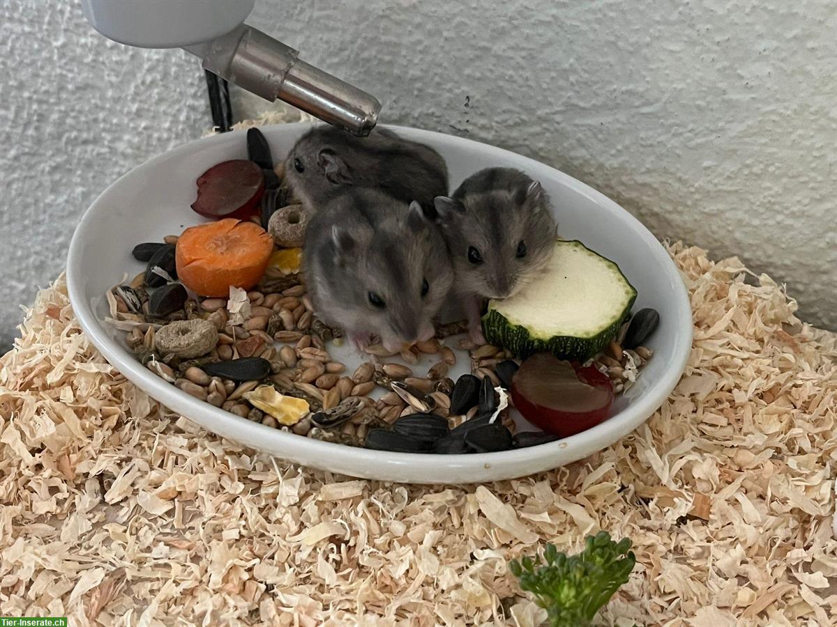 Bild 4: 🐹 Zwerghamster Babys suchen liebevolles Zuhause!