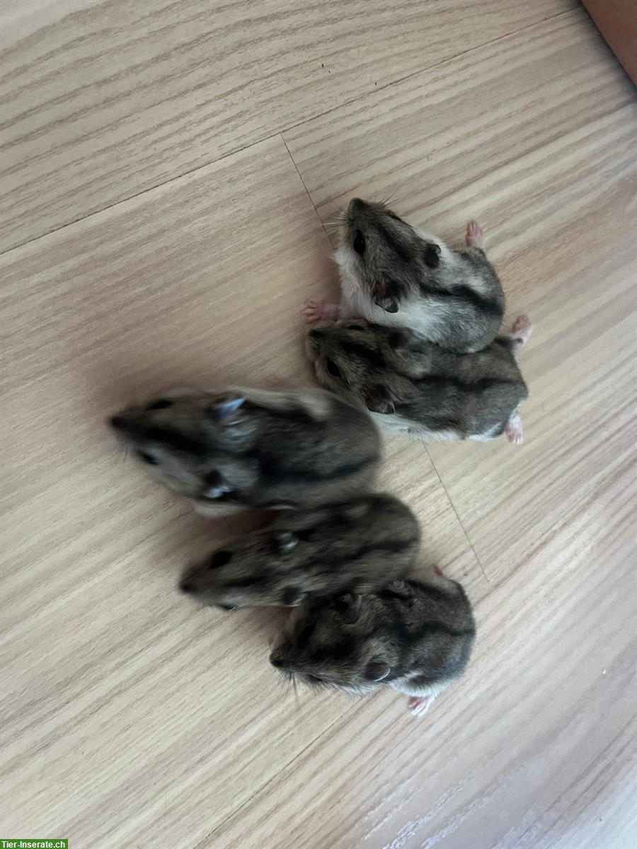 Bild 5: 🐹 Zwerghamster Babys suchen liebevolles Zuhause!