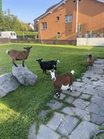 Zwergziegen suchen neues Zuhause!