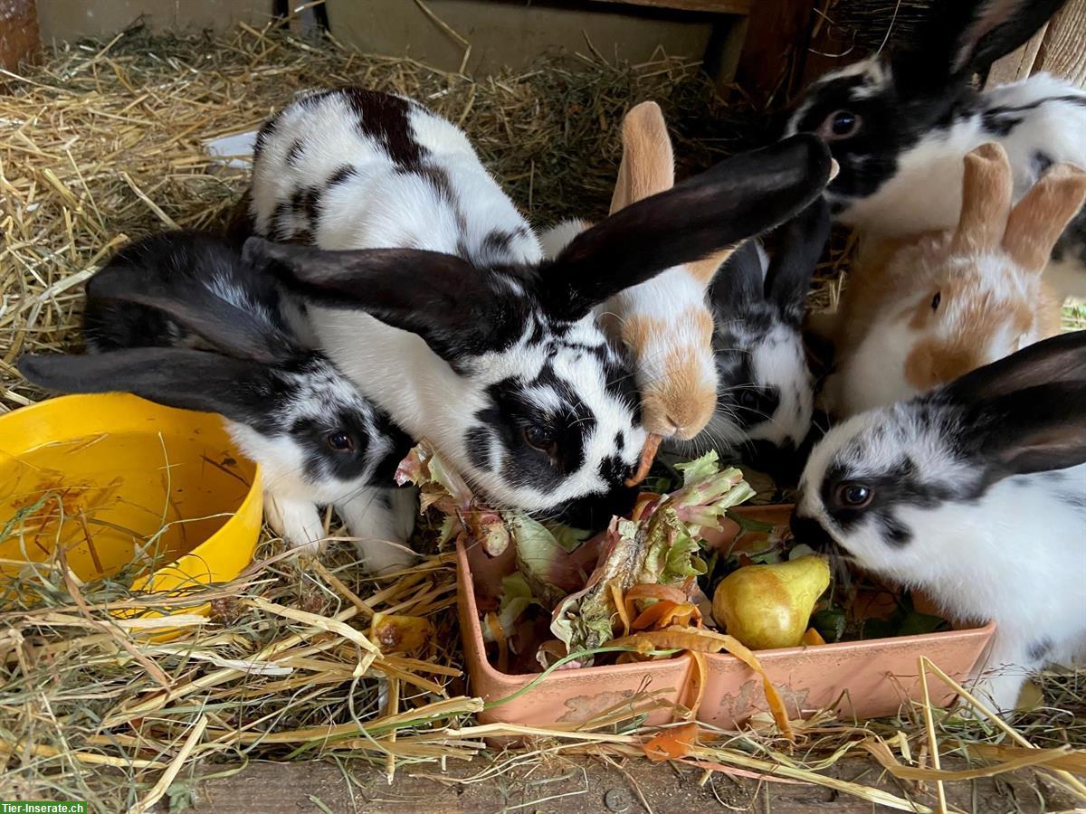 Kaninchen / Hasenbabys aus Privatzucht abzugeben