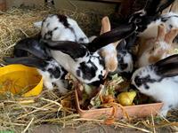 Kaninchen / Hasenbabys aus Privatzucht abzugeben